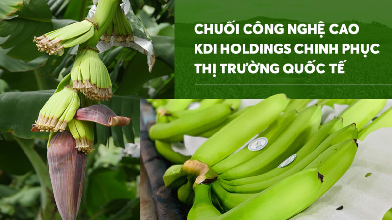 Chuối công nghệ cao của Tập đoàn KDI Holdings chinh phục thị trường quốc tế